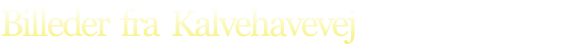 Billeder  fra  Kalvehavevej
